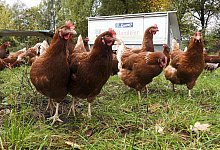 cntv-Freilaufende Huehner - picture alliance / ABBfoto