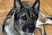 nala - 1 - 1 - Privat