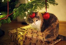 Katze sitzt unter einem geschmückten Weihnachtsbaum - Ina Fassbender/dpa-tmn Katze sitzt unter einem geschmückten Weihnachtsbaum - Ina Fassbender/dpa-tmn