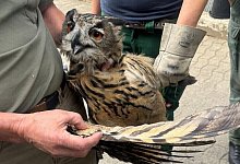 uhu - 1 - 1 - Feuerwehr Steinhagen