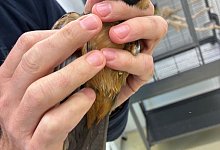 Singvögel am Flughafen München entdeckt - -/Bayerische Kontrollbehörde für Lebensmittelsicherheit und Veterinärwesen/dpa