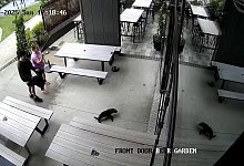 Robbenbaby in einer Bar in Neuseeland - Uncredited/Sprig + Fern The Meadows/AP/dpa