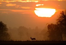 Reh läuft bei Sonnenaufgang über ein Feld - Julian Stratenschulte/dpa/dpa-tmn