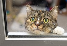 Katze schaut aus einem Fenster - Boris Roessler/dpa/dpa-tmn Katze schaut aus einem Fenster - Boris Roessler/dpa/dpa-tmn