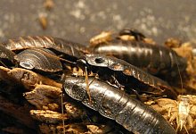 giant-hissing-cockroach-77069_1280 - Themenfoto Pixabay/Creative Commons giant-hissing-cockroach-77069_1280 - Themenfoto Pixabay/Creative Commons