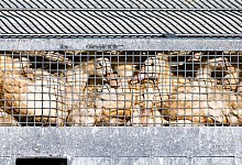 Vogelgrippe - Frank Hammerschmidt/dpa Vogelgrippe - Frank Hammerschmidt/dpa