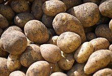 Kartoffeln - Malin Wunderlich/dpa Kartoffeln - Malin Wunderlich/dpa