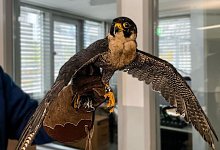 falke - 1 - Polizei Gütersloh