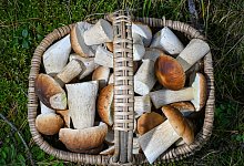 Korb mit Steinpilzen steht in einem Wald - Patrick Pleul/dpa/dpa-tmn