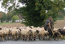 Schafe in Pium - 1 - Alexander Heim