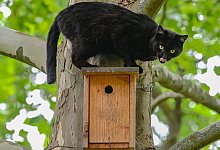Kater ist auf der Jagd nach Vögeln auf einem Nistkasten zu sehen - Patrick Pleul/dpa/dpa-tmn