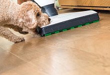 Hund beisst in einen Staubsauger - Christin Klose/dpa-tmn