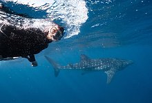 Schnorchler mit einem Walhai - Exmouth Dive and Whalesharks Ningaloo/dpa-tmn