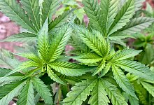 Cannabis - Illustration - Patrick Pleul/dpa Cannabis - Illustration - Patrick Pleul/dpa