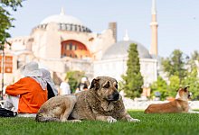 Streunende Hunde in der Türkei - Francisco Seco/AP/dpa