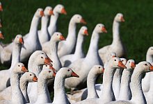Höhere Geflügelpreise vor dem Martinsfest - Karl-Josef Hildenbrand/dpa
