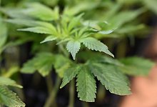 Cannabis - Michael Brandt/dpa Cannabis - Michael Brandt/dpa