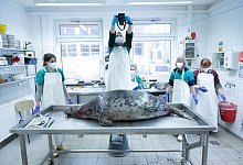 Tote Robben - Stefan Sauer/dpa