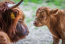 230602-tierpark-olderdissen-hochlandrind-05 - Sarah Jonek