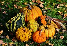 pumpkins-1712841_1280 - Symbolbild Pixabay