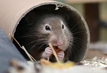 Hamster sitzt in seinem Käfig - Caroline Seidel-Dißmannel/dpa-tmn Hamster sitzt in seinem Käfig - Caroline Seidel-Dißmannel/dpa-tmn