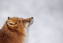 Fuchs läuft durch den Schnee in seinem Gehege - Lino Mirgeler/dpa/dpa-tmn Fuchs läuft durch den Schnee in seinem Gehege - Lino Mirgeler/dpa/dpa-tmn