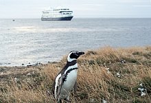 Pinguin auf der Insel Magdalena - Andreas Drouve/dpa-tmn
