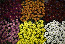 Beet mit Chrysanthemen - Ina Fassbender/dpa-tmn