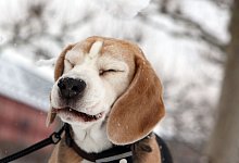 Ein Beagle verzieht nach einem Schneeball die Schnauze - Fredrik von Erichsen/dpa/dpa-tmn