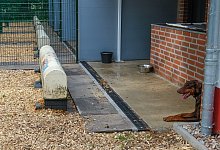 tierheim-lahr - Susanne Lahr (Archiv)