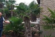 Palme - 1 - Claus Meyer