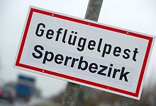 Vogelgrippe in Mecklenburg-Vorpommern - dpa Vogelgrippe in Mecklenburg-Vorpommern - dpa