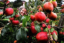 Apfelbaum - Andreas Frücht