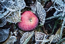 Apfel liegt bei Frost zwischen Laubblättern - Christin Klose/dpa-tmn Apfel liegt bei Frost zwischen Laubblättern - Christin Klose/dpa-tmn
