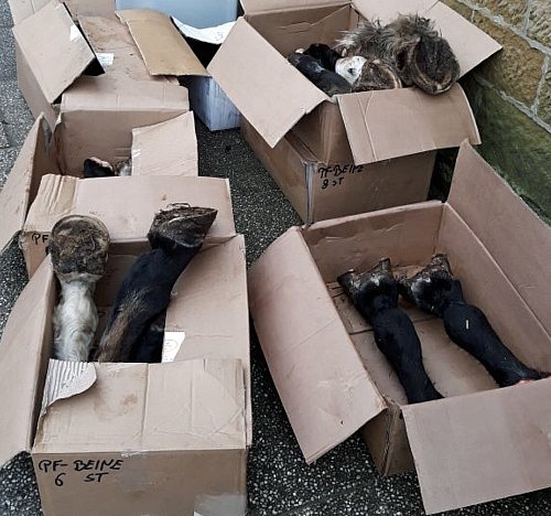 Das Übungsmaterial sind Pferdebeine von geschlachteten Tieren. Ein Anblick, an den sich auch die Teilnehmer erst gewöhnen mussten. - © Anke Schneider