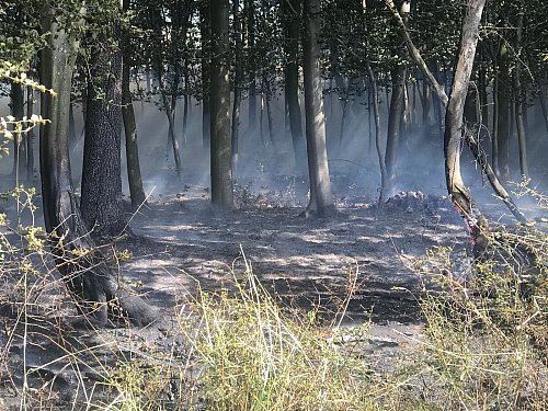 Die Flammen tobten auch durch ein kleines Wäldchen. - © Anke Schneider