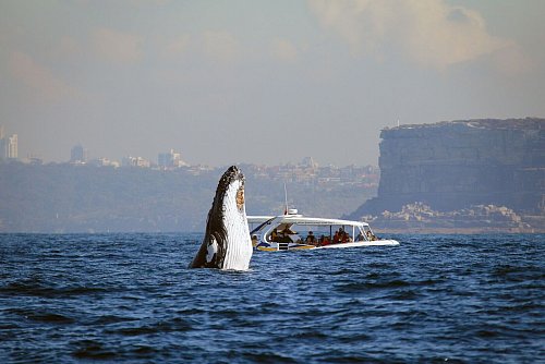 Im Angesicht des Riesen: Auch direkt aus Sydney legen Boote zu Beobachtungstouren im Pazifik ab. - © Whale Watching Sydney/dpa-tmn