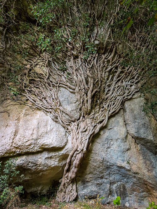 Unerwartetes Naturkunstwerk am Wegesrand: Efeu an einer Felswand. - © Luisa Heyer/dpa-tmn