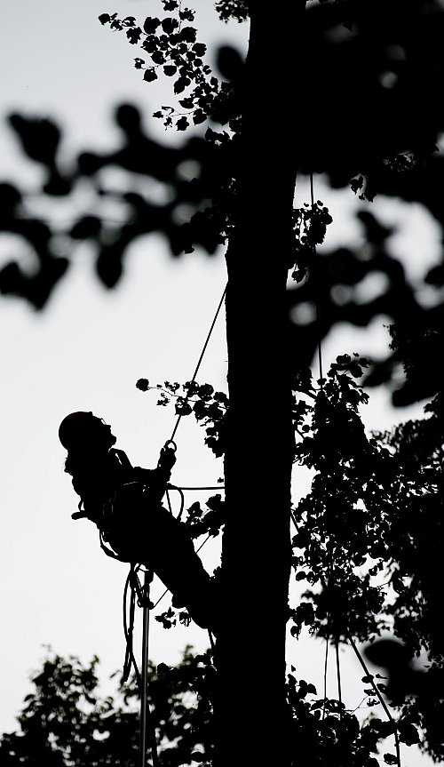 Der Samen in den Zapfen wird für die nächste Baumgeneration benötigt. (Archivbild) - © picture alliance / ZB