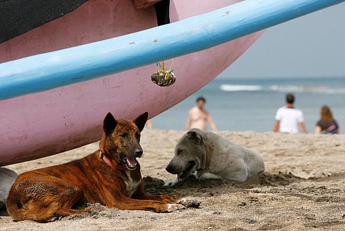 Das Veterinäramt auf Bali hat Massenimpfungen für Straßenhunde in den betroffenen Gebieten angeordnet. Zuvor waren mehrere Hundebisse von Tollwut-positiven Tieren registriert worden. - © Made Nagi/epa/dpa-tmn