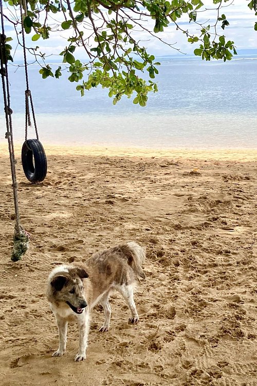 Auf Bali leben viele Straßenhunde, die sich an den Stränden auch Touristen nähern. - © Carola Frentzen/dpa/dpa-tmn