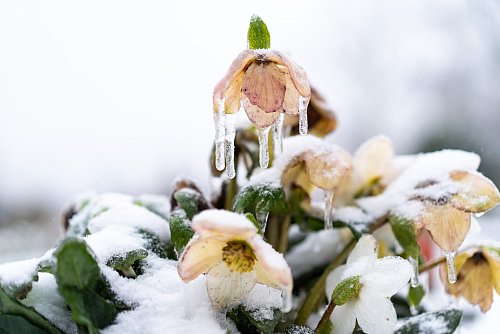 Bei starkem Frost lassen Christrosen zwar ihre Köpfe hängen. Steigen die Temperaturen, richten sich die Blüten aber wieder auf. - © Jonas Güttler/dpa/dpa-tmn