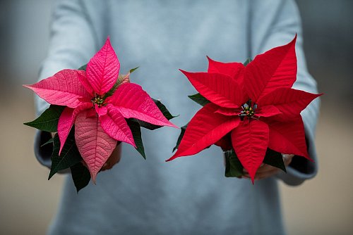 Weihnachtssterne gibt es in vielen verschiedenen Farben: von Rottönen über Rosa bis hin zu Creme. - © Mohssen Assanimoghaddam/dpa/dpa-tmn
