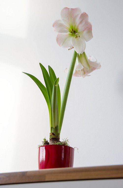Beliebte Weihnachtspflanze: Die Amaryllis blüht in der Vorweihnachtszeit und kann im Topf gekauft werden. - © Andrea Warnecke/dpa-tmn
