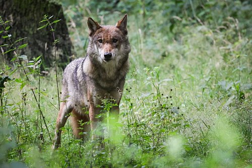 Die Debatte um die Bejagung des Wolfs geht weiter. Tirol will einen regulären Abschuss. - © Christian Charisius/dpa
