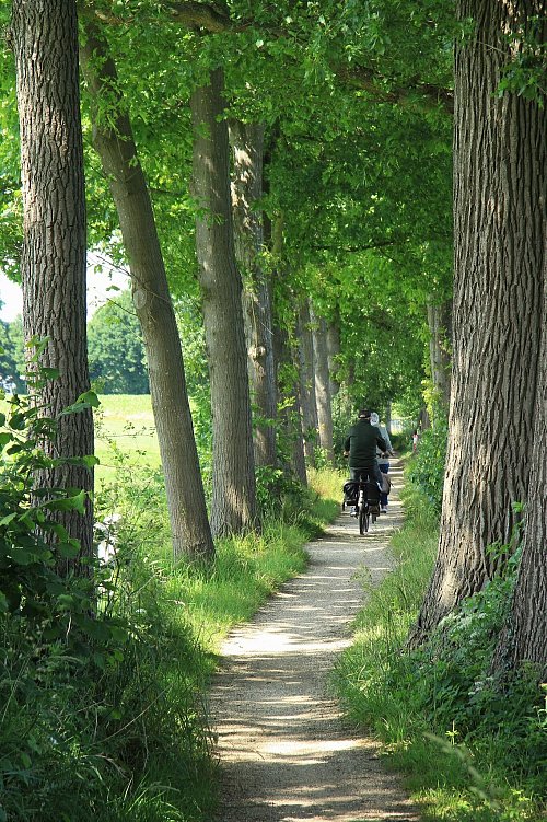 Breite Radwege sehen anders aus: Bei Geesteren schlängelt sich die Mühlen-Route zwischen Kuhweiden hindurch. - © Bernd F. Meier/dpa-tmn
