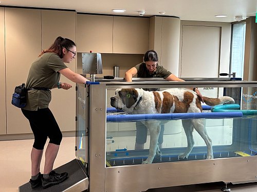 Im «Barryland» können Besucher die tägliche Pflege der Hunde live miterleben. - © Christiane Oelrich/dpa