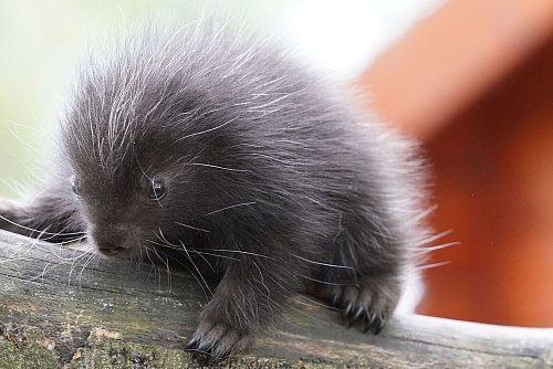 Noch erkundet das Baumstachler-Baby im Tiergarten-Kleve eher tapsig seine Welt. - © -/Tiergarten Kleve/dpa