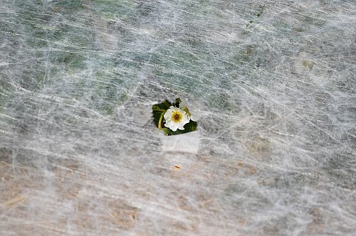 Pflanzen im Freiland wie Erdbeeren kann man mit Vlies abdecken, um sie vor Spätfrösten zu schützen. - © Arne Dedert/dpa/dpa-tmn
