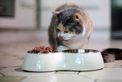 Achtung bei der Portionsgröße: Katzen sollten über den Tag verteilt viele kleine Futterportionen erhalten. - © Ina Fassbender/dpa-tmn